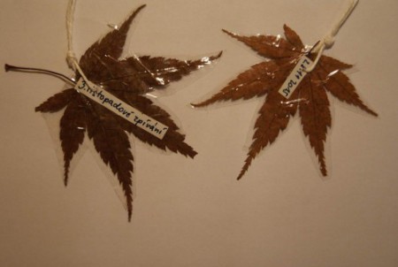 Ukončení sezony 2015 pod Templákem u "Gruntíků"